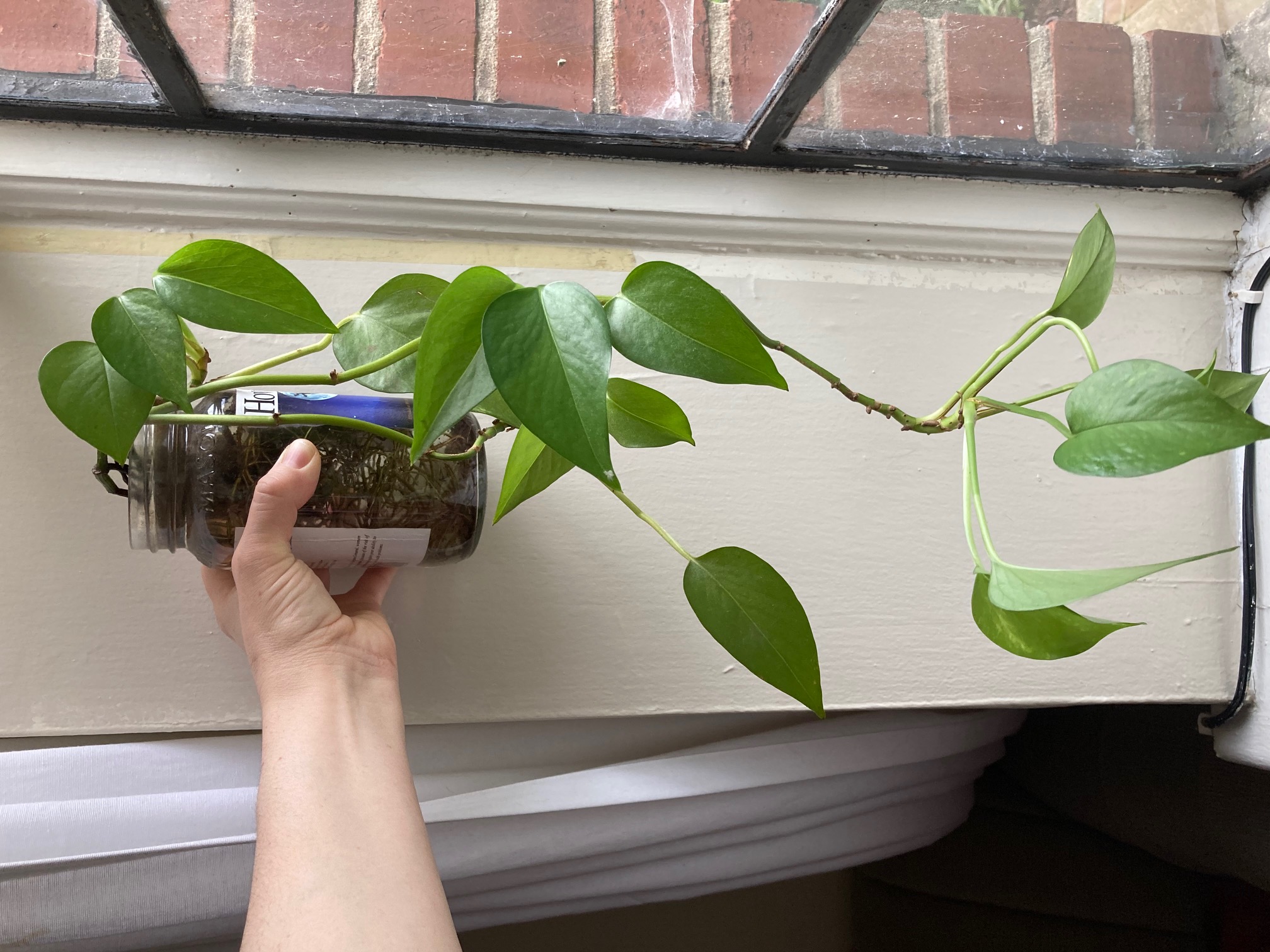 Grandad's Plant